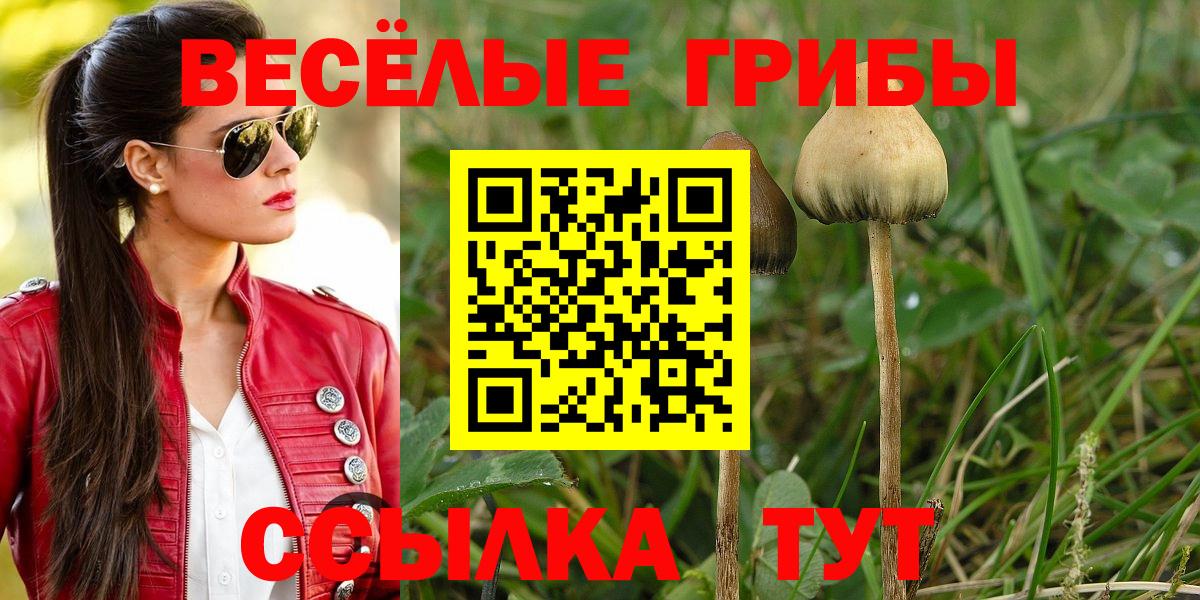 Псилоцибиновые грибы Psilocybe Котовск